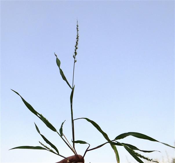 Setaria intermedia